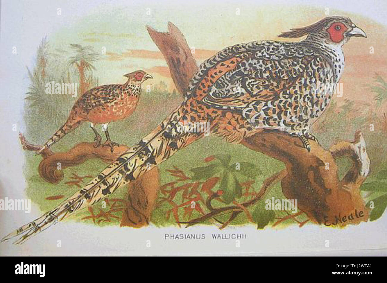 Catreus wallichii, également connu sous le nom de caille de l'Himalaya, est une espèce originaire des régions montagneuses de l'Inde et du Népal. Il est connu pour son plumage distinctif et son habitat dans les forêts de haute altitude. Banque D'Images