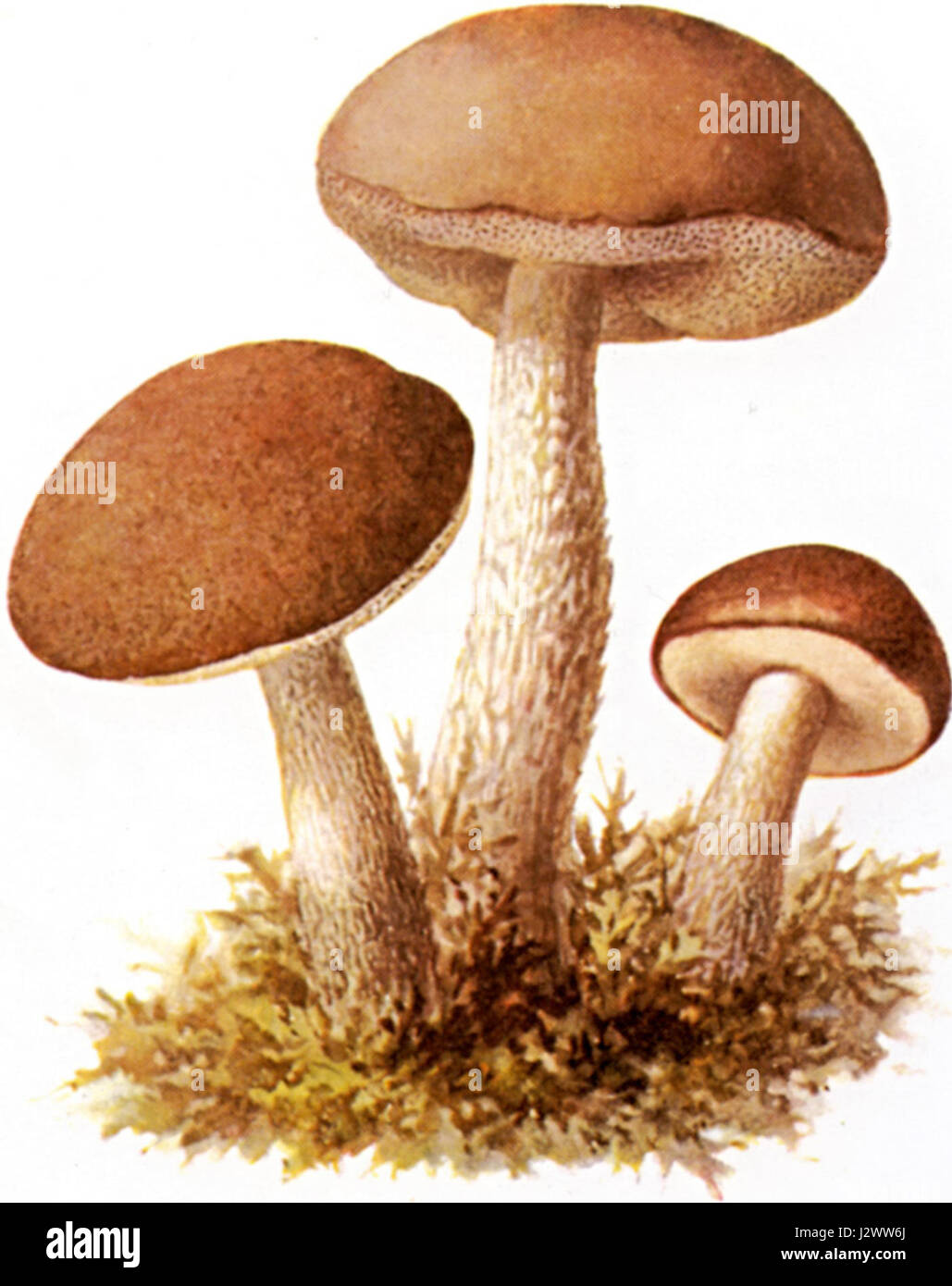 Ce titre fait référence à un type de champignon appelé Birkenpilz, communément appelé bouleau bolete, une espèce de champignon trouvée dans les forêts de bouleau. Banque D'Images