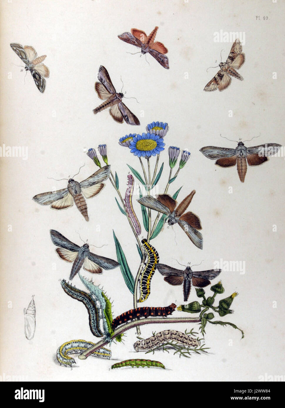 BMAT1-4963 est un identificateur unique pour un échantillon de matière biologique ou de tissu spécifique. Un contexte plus approfondi serait nécessaire pour une description complète de sa pertinence scientifique ou de son application. Banque D'Images