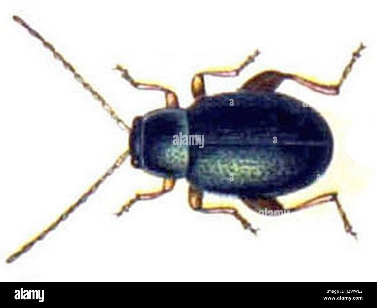 Aphthona herbigrada Banque D'Images