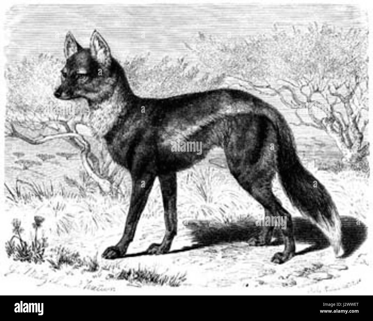 Canis adustus, communément appelé hyène brune, est une espèce de hyène originaire d'Afrique australe. Cette espèce est connue pour son aspect distinctif et son comportement nocturne. Banque D'Images