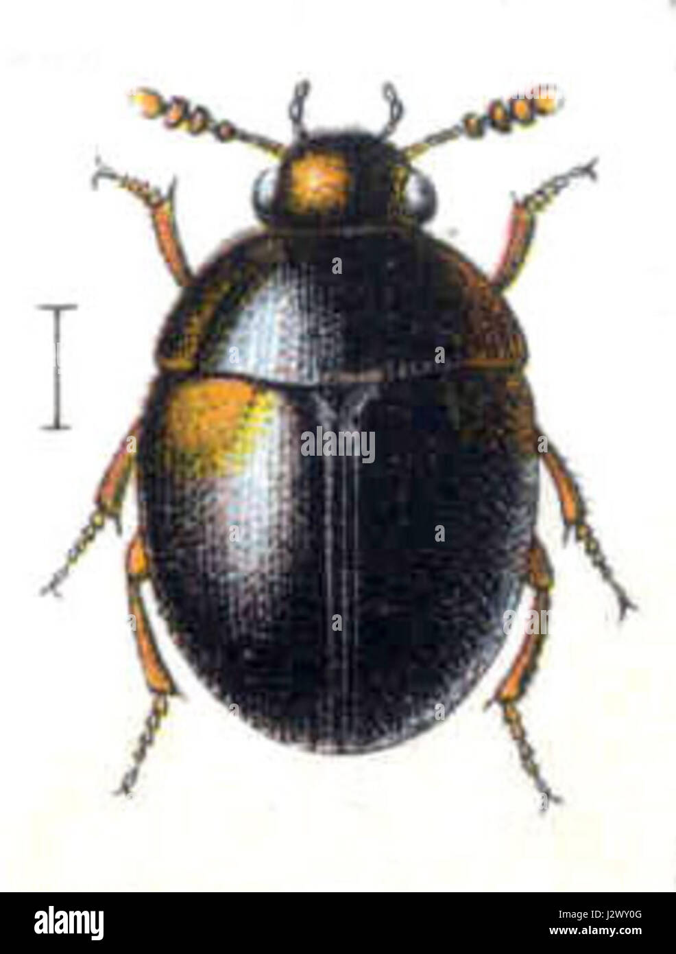 Anisotoma humeralis Banque D'Images