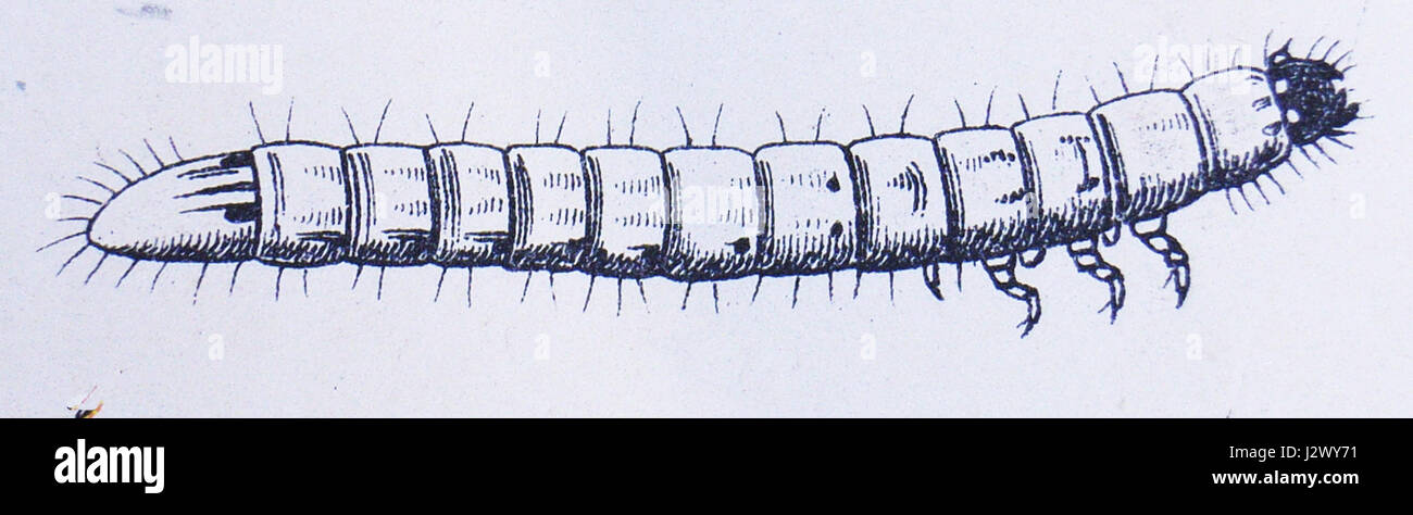 Agriotes lineatus larve Banque D'Images