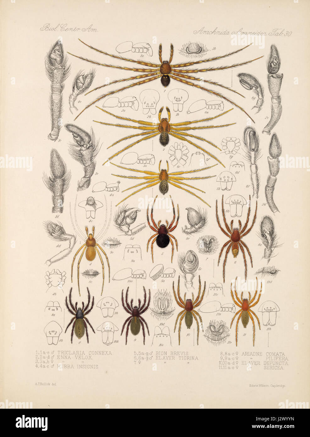 Une illustration tirée de Arachnida Araneidea volume 1, dépeignant un diagramme détaillé des arachnides, spécifiquement au sein de la famille Araneidea, fournissant un aperçu scientifique de la classification et de la biologie des arachnides. Banque D'Images
