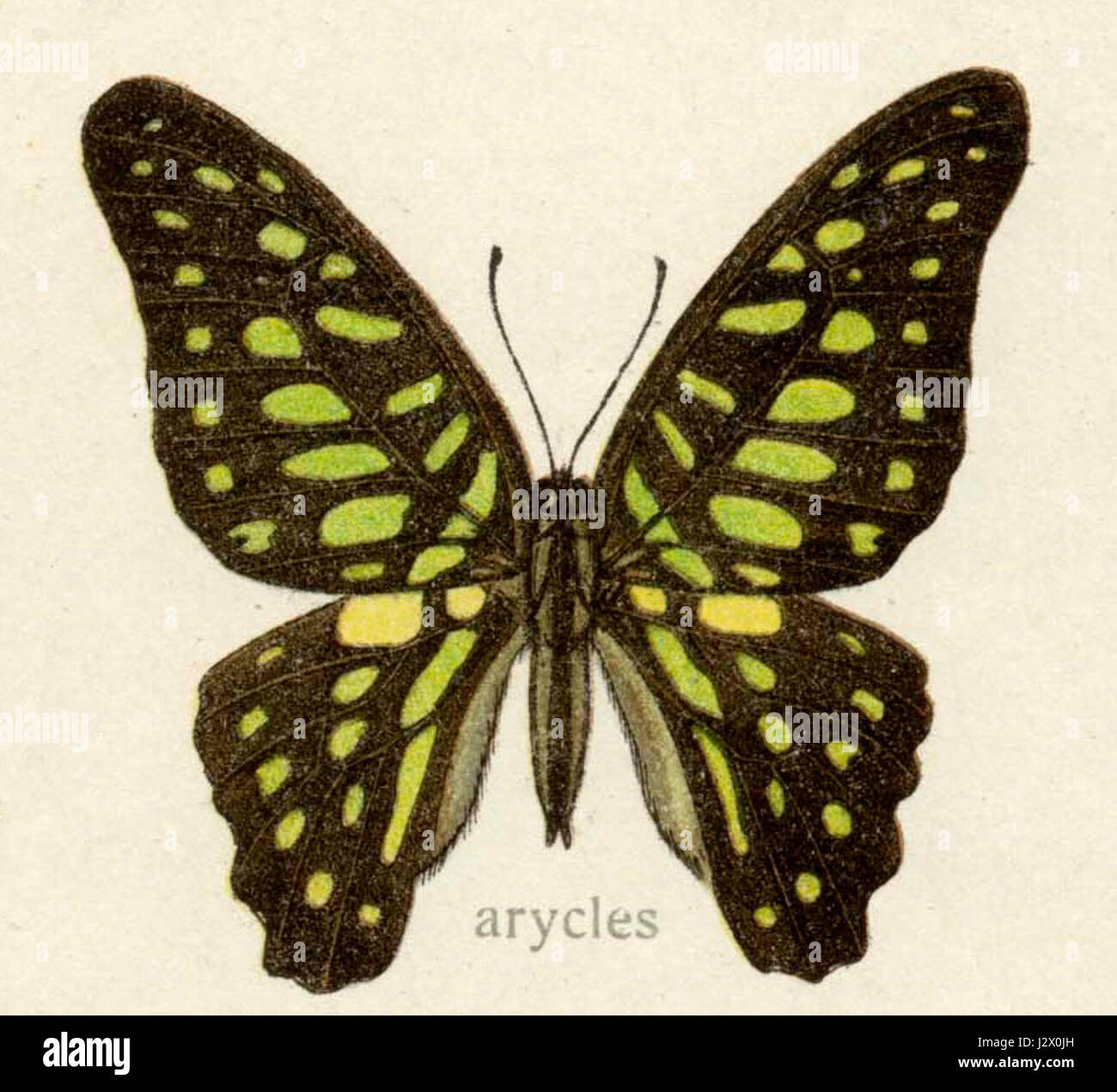 Arycles désigne un nom ou une entité associé à divers contextes historiques ou fictifs. La référence spécifique peut se rapporter à une personne, un personnage ou un concept particulier, ce qui nécessite un contexte plus approfondi pour clarifier sa signification exacte. Banque D'Images