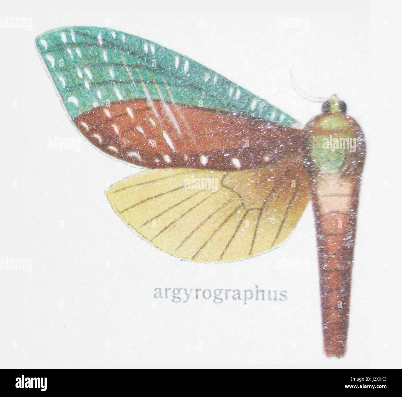 Aenetusscripta est un nom scientifique qui fait probablement référence à une espèce dans le règne animal ou insecte, peut-être un genre ou un type spécifique d'organisme. Banque D'Images