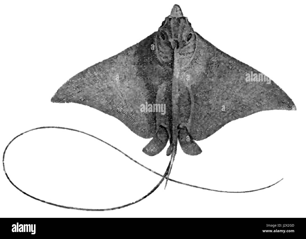 Aetobatis narinari, communément connu sous le nom de poisson géant de la guitare, est une espèce que l'on trouve dans les eaux tropicales. Ce poisson est reconnu pour sa forme de corps aplatie et son museau long et pointu, ressemblant à une guitare. Banque D'Images