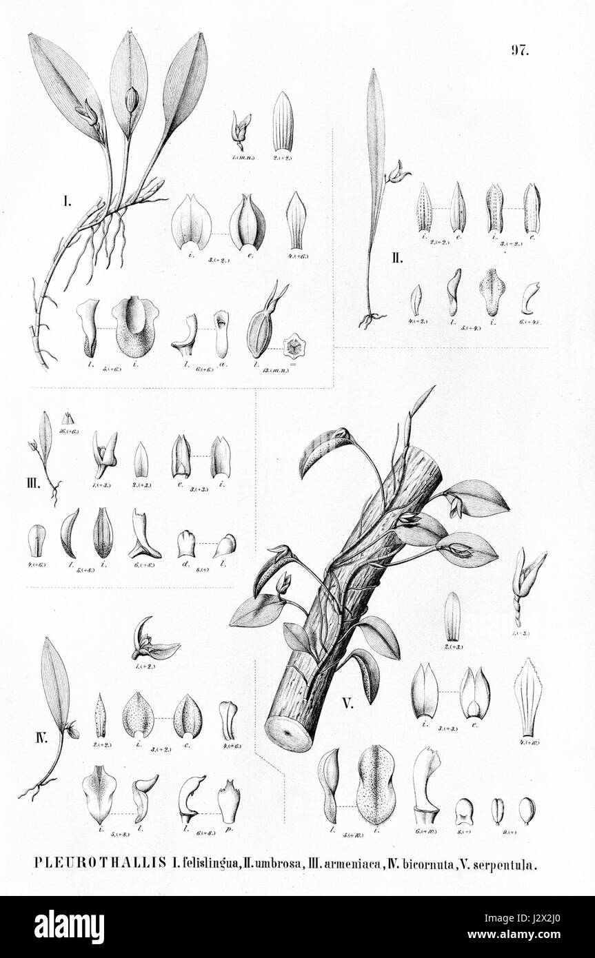 Cette illustration botanique représente plusieurs espèces d'orchidées, y compris Acianthera saundersiana, Specklinia uniflora, et d'autres. Il met en évidence les caractéristiques distinctives de chaque espèce au sein du genre Pleurothallis. Banque D'Images
