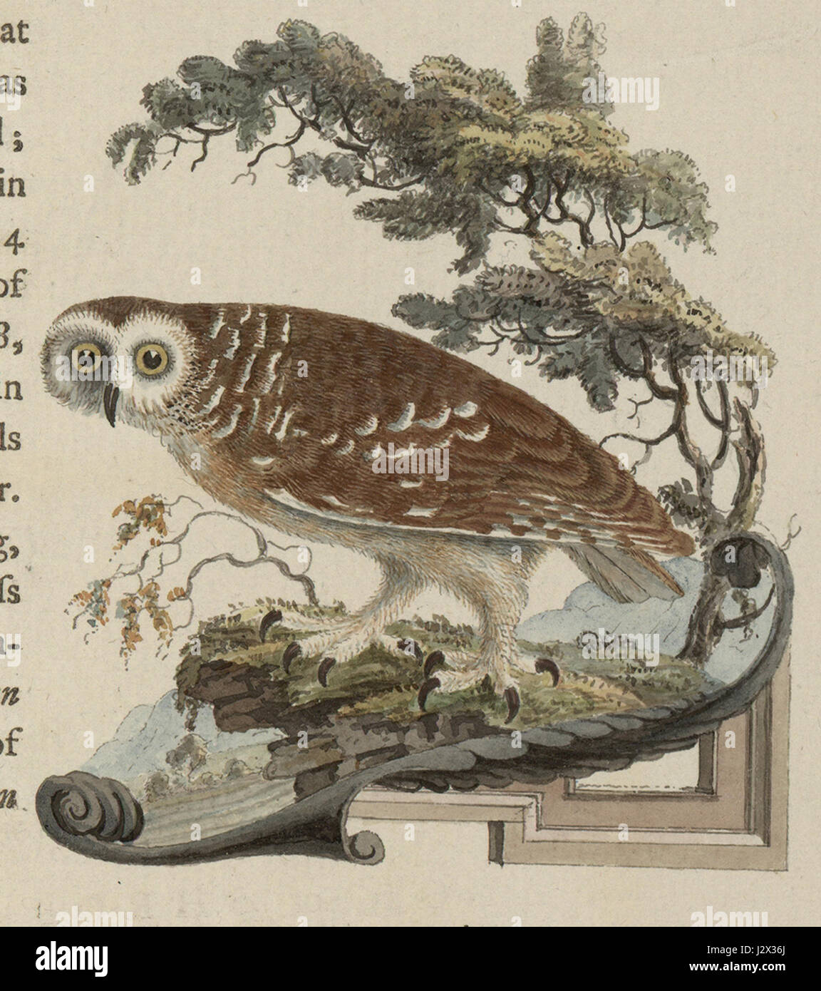 La petite chouette britannique est une espèce de chouette trouvée au Royaume-Uni. Connu pour sa petite taille et ses habitudes nocturnes, il est un oiseau commun dans les zones rurales, en particulier dans les terres agricoles et les forêts. Banque D'Images La petite chouette britannique est une espèce de chouette trouvée au Royaume-Uni. Connu pour sa petite taille et ses habitudes nocturnes, il est un oiseau commun dans les zones rurales, en particulier dans les terres agricoles et les forêts. Banque D'Images