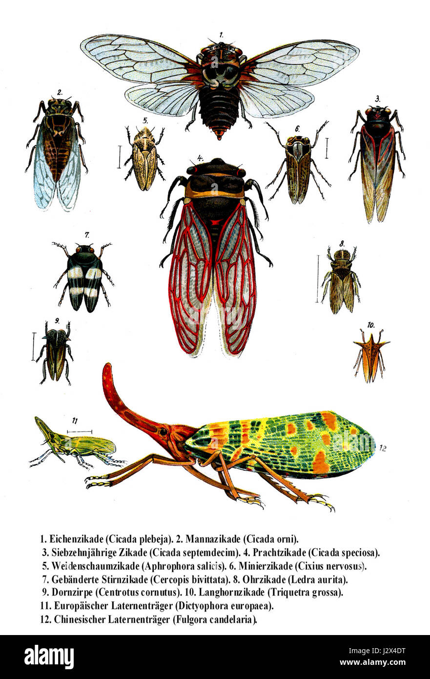 Auchenorrhyncha fait référence à un sous-ordre d'insectes dans l'ordre des Hemiptères, communément appelés insectes des plantes. Ce groupe comprend diverses espèces que l'on trouve habituellement sur les plantes et qui peuvent avoir une importance écologique et agricole. Banque D'Images