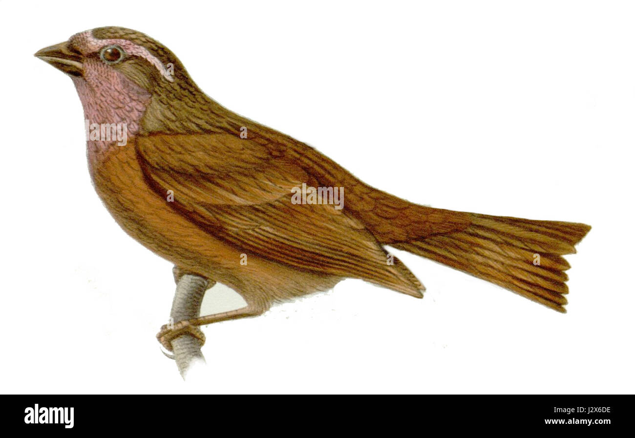 Carpodacus edwardsii, communément connu sous le nom de rosefinch d'Edward, est une espèce d'oiseau originaire d'Asie centrale. Il est connu pour son plumage rouge distinct et fait partie de la famille finch. Banque D'Images