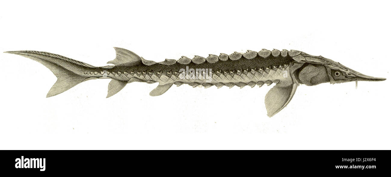 *Acipenser dabryanus*, également connu sous le nom d’esturgeon du Yangtsé, est une espèce d’esturgeon en danger critique d’extinction originaire du fleuve Yangtsé en Chine. Il est connu pour sa grande taille et sa longue durée de vie, mais il fait face à des menaces en raison de la perte de son habitat et de la pollution. Banque D'Images