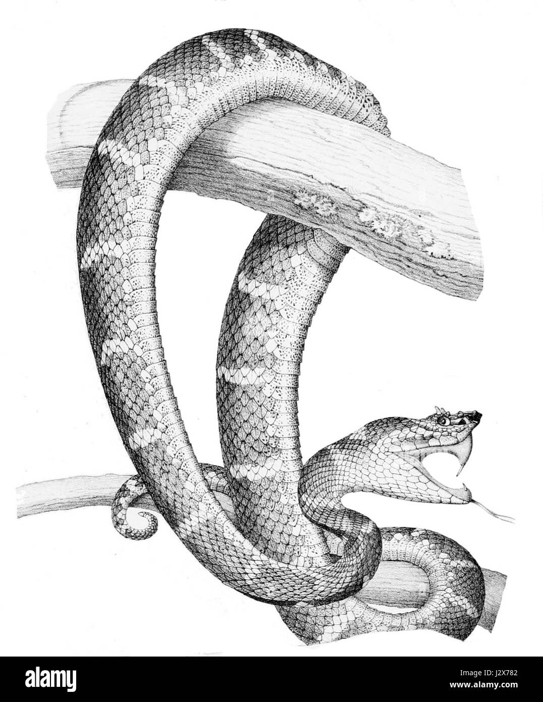 Bothriechis schlegelii, communément appelé vipère de brousse Schlegelâ€™s, est une espèce de serpent venimeux trouvée en Amérique centrale. Il est connu pour sa coloration verte et son habitat arboricole, principalement dans les forêts et les jungles. Banque D'Images
