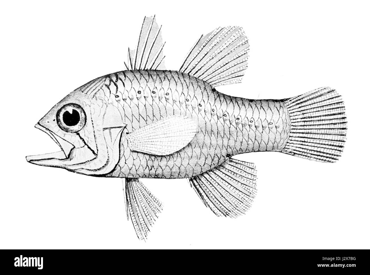 Apogon rueppellii, également connu sous le nom de poisson cardinal de RÃ¼ppellâ€™, est une espèce présente dans la région Indo-Pacifique. Il est reconnu pour son aspect distinctif, y compris une bande dorée et de grands yeux, et est couramment trouvé dans les récifs coralliens et les zones rocheuses. Banque D'Images