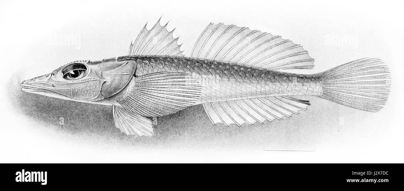 Bembradium roseum Banque D'Images