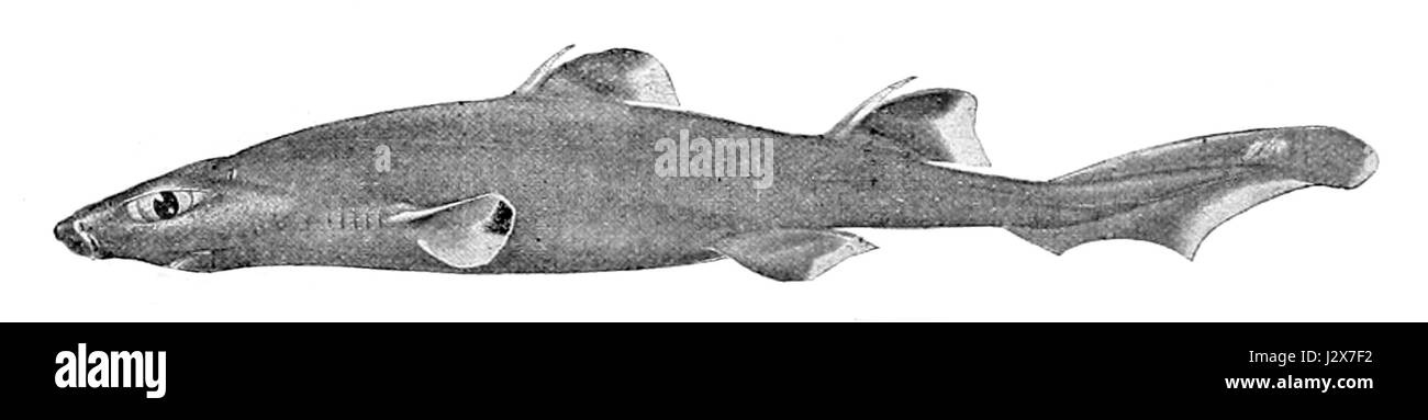 Centroscyllium nigrum Banque D'Images