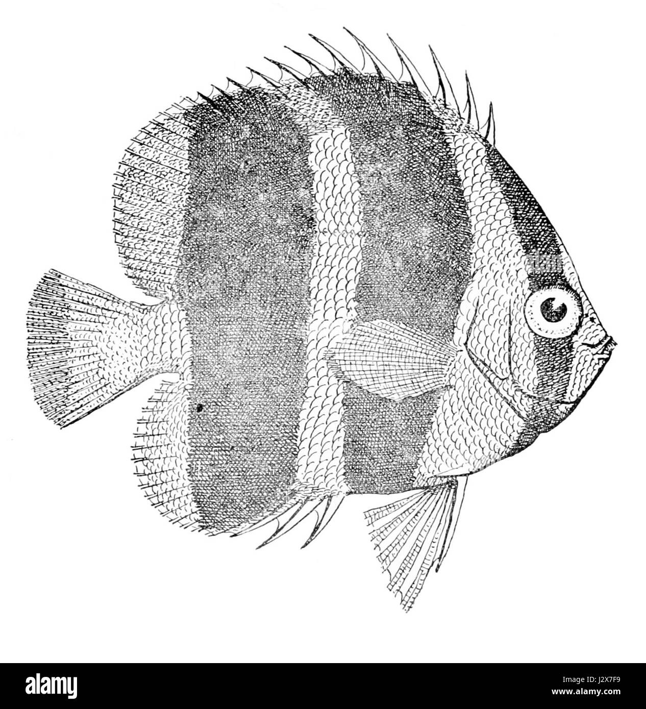 Chaetodon tricinctus, communément connu sous le nom de poisson papillon à bande étroite, est une espèce de poisson marin trouvée dans la région Indo-Pacifique, reconnue pour ses bandes distinctives. Banque D'Images