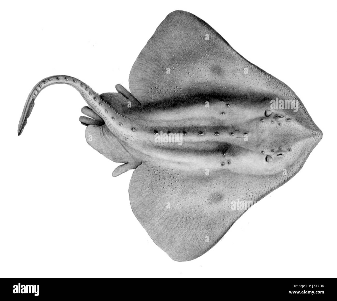 Amblyraja hyperborea, communément appelée raie arctique, est une espèce de poisson à nageoires rayonnées que l'on trouve dans les eaux froides de l'océan Arctique. Connu pour sa structure corporelle unique, ce poisson prospère dans les eaux profondes, contribuant à la biodiversité marine dans les écosystèmes polaires. Banque D'Images