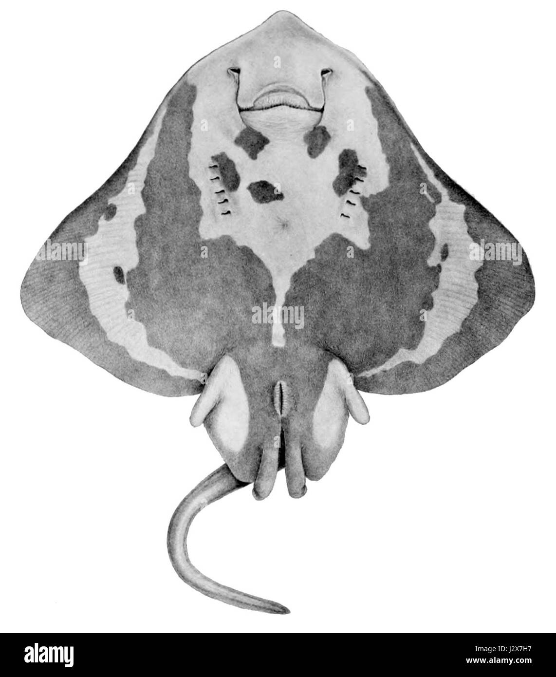 Amblyraja hyperborea3 Banque D'Images