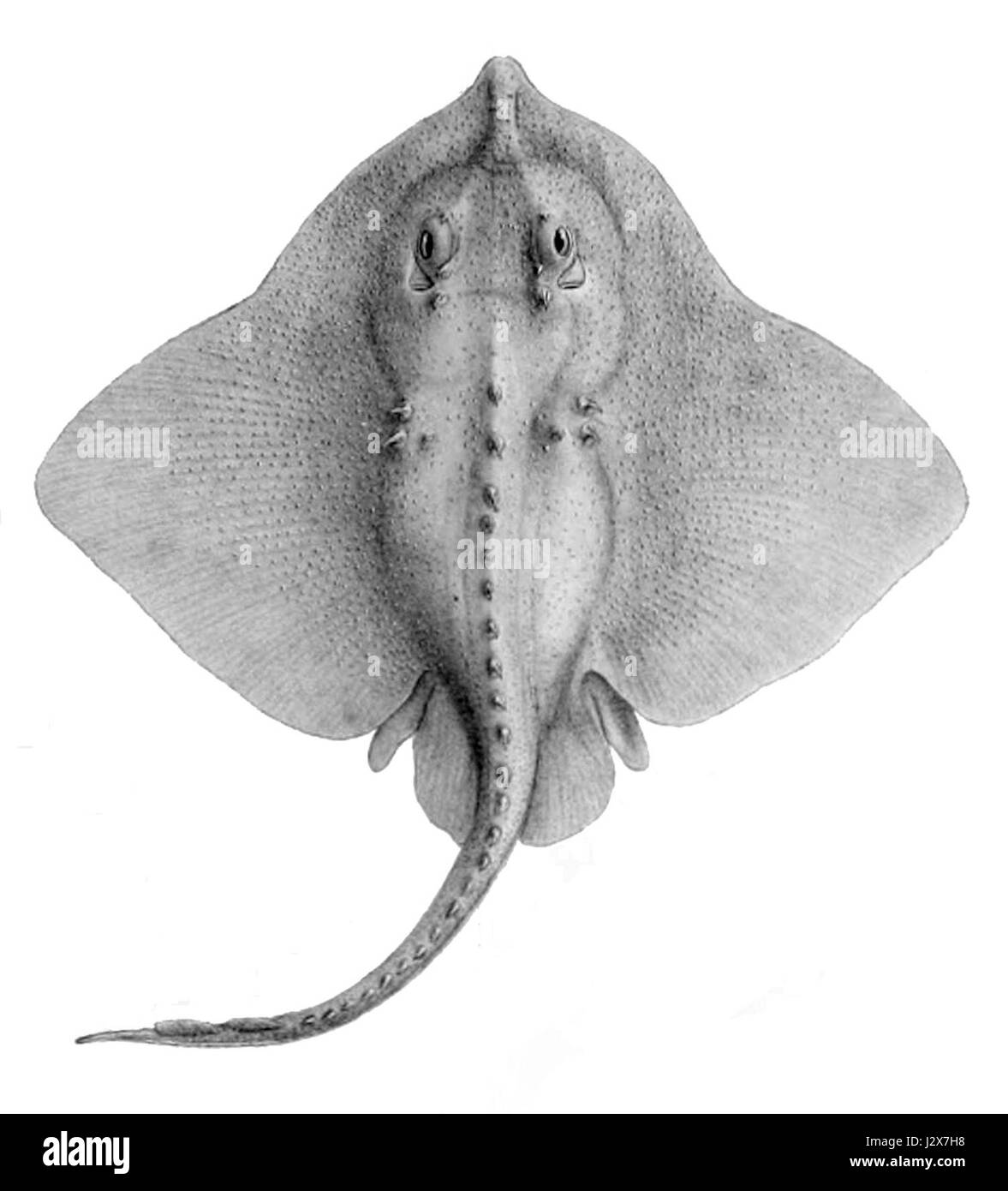 Amblyraja hyperborea4 Banque D'Images