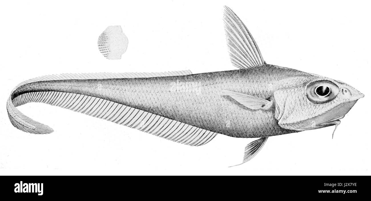 Caelorinchus mirus est une espèce de poisson appartenant à la famille des Macrouridae, présente dans les eaux profondes de l'océan. Cette espèce se caractérise par son corps allongé et fait partie des études sur la biodiversité marine. Banque D'Images