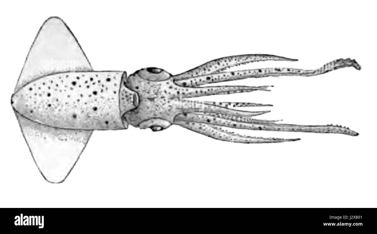 Ancistrocheirus lesueurii, communément connu sous le nom de poulpe de verre, est une espèce de poulpe d'eau profonde trouvée dans l'océan Atlantique, connue pour son corps transparent qui fournit un camouflage dans les eaux profondes. Banque D'Images