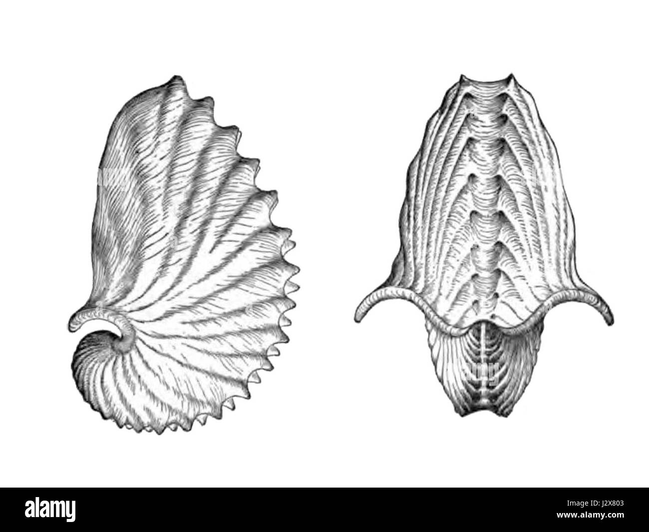 Shell Argonauta Argo Banque D'Images