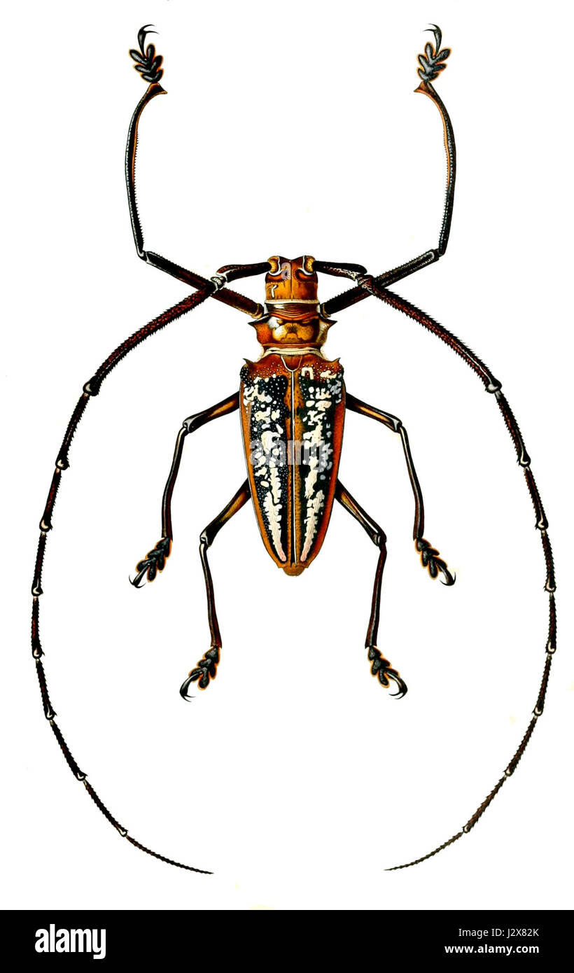 Batocera wallacei est une espèce de coléoptère longhorne, originaire d'Asie du Sud-est. Il est reconnu pour ses marques noires et blanches distinctives et ses longues antennes. Cette espèce fait partie de la famille des Cerambycidae et est couramment trouvée dans les forêts tropicales, où elle joue un rôle dans la décomposition du bois. Banque D'Images