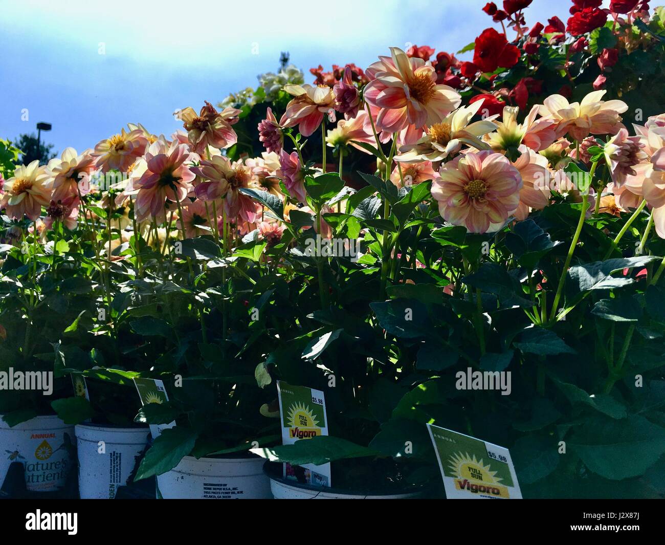 Dahlia fleurs à Home Depot nursery Banque D'Images