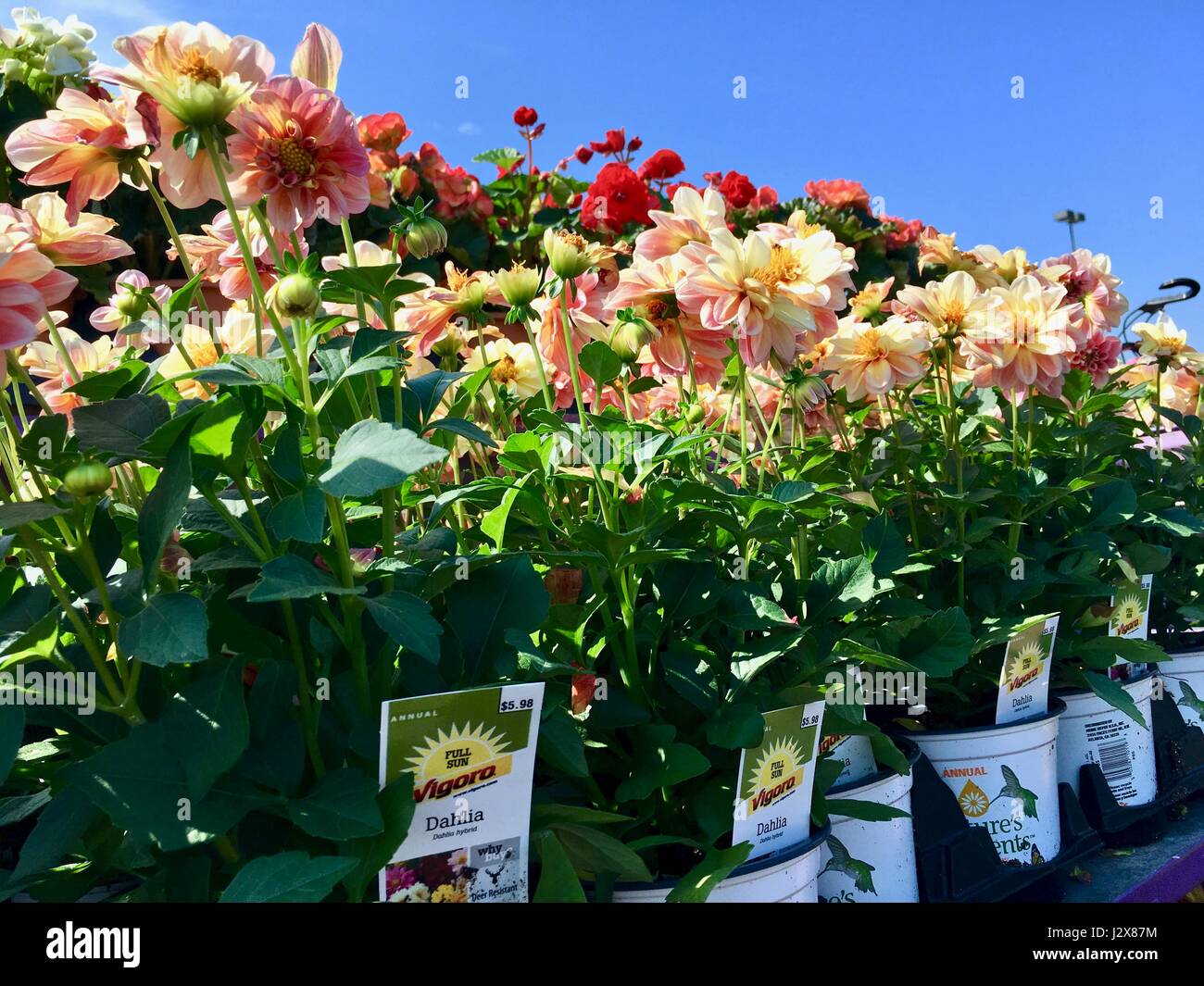 Dahlia fleurs à Home Depot nursery Banque D'Images