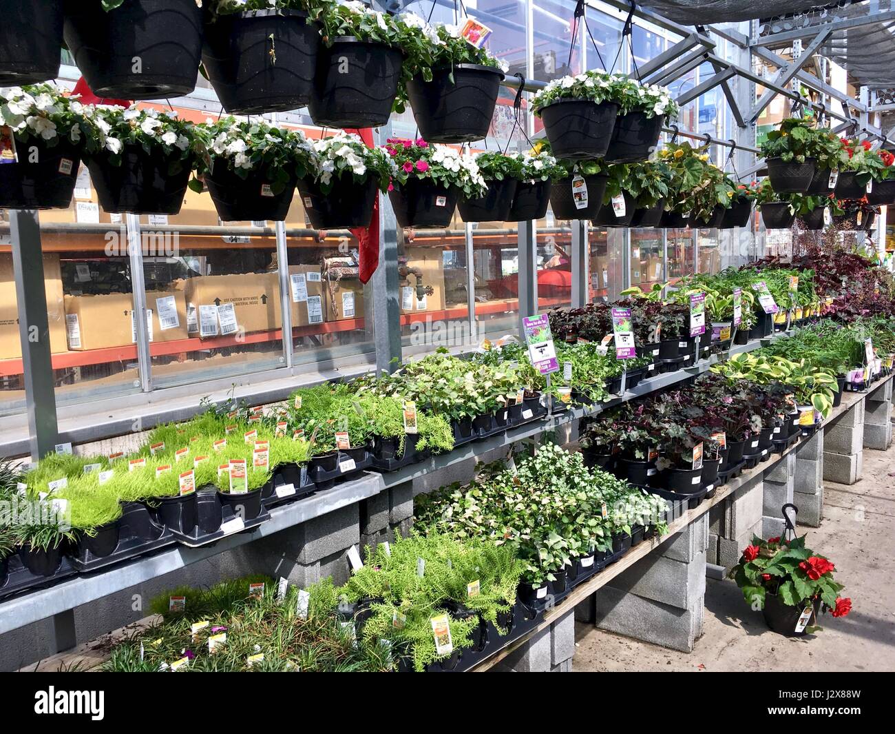 La pépinière de plein air Home Depot jardin avec plantes et fleurs Banque D'Images
