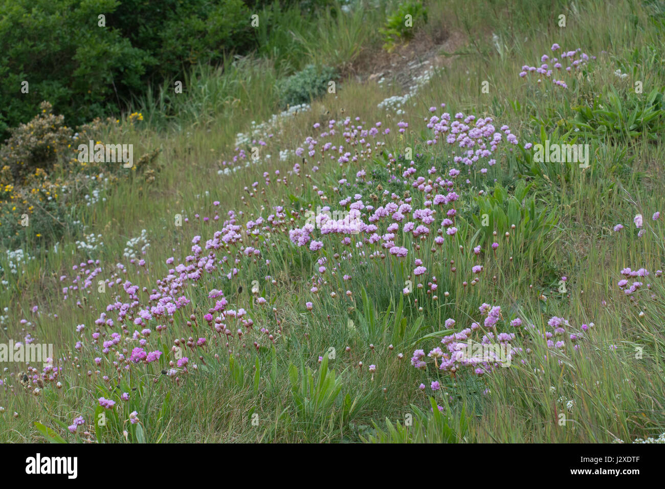 Paysage près de Falaise à Boscombe Bournemouth, dans le Dorset, UK, couverts de fleurs sauvages (rose sea Thrift Armeria maritime) Banque D'Images