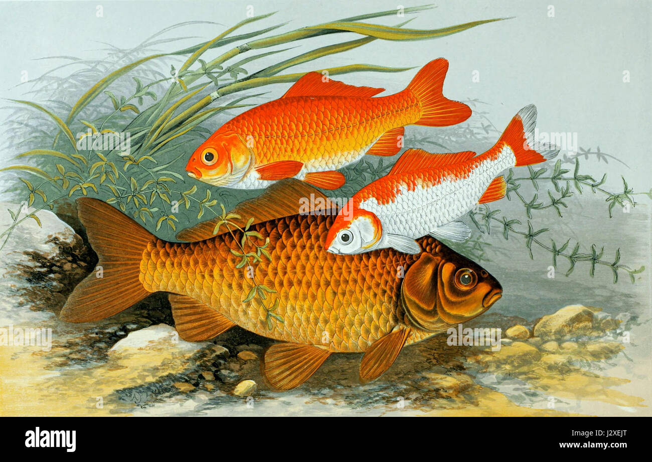 Carassius auratus, communément appelé poisson rouge, est une espèce de poisson d'eau douce originaire d'Asie de l'est. Il est largement conservé comme animal de compagnie ornemental dans les aquariums et les étangs. Banque D'Images