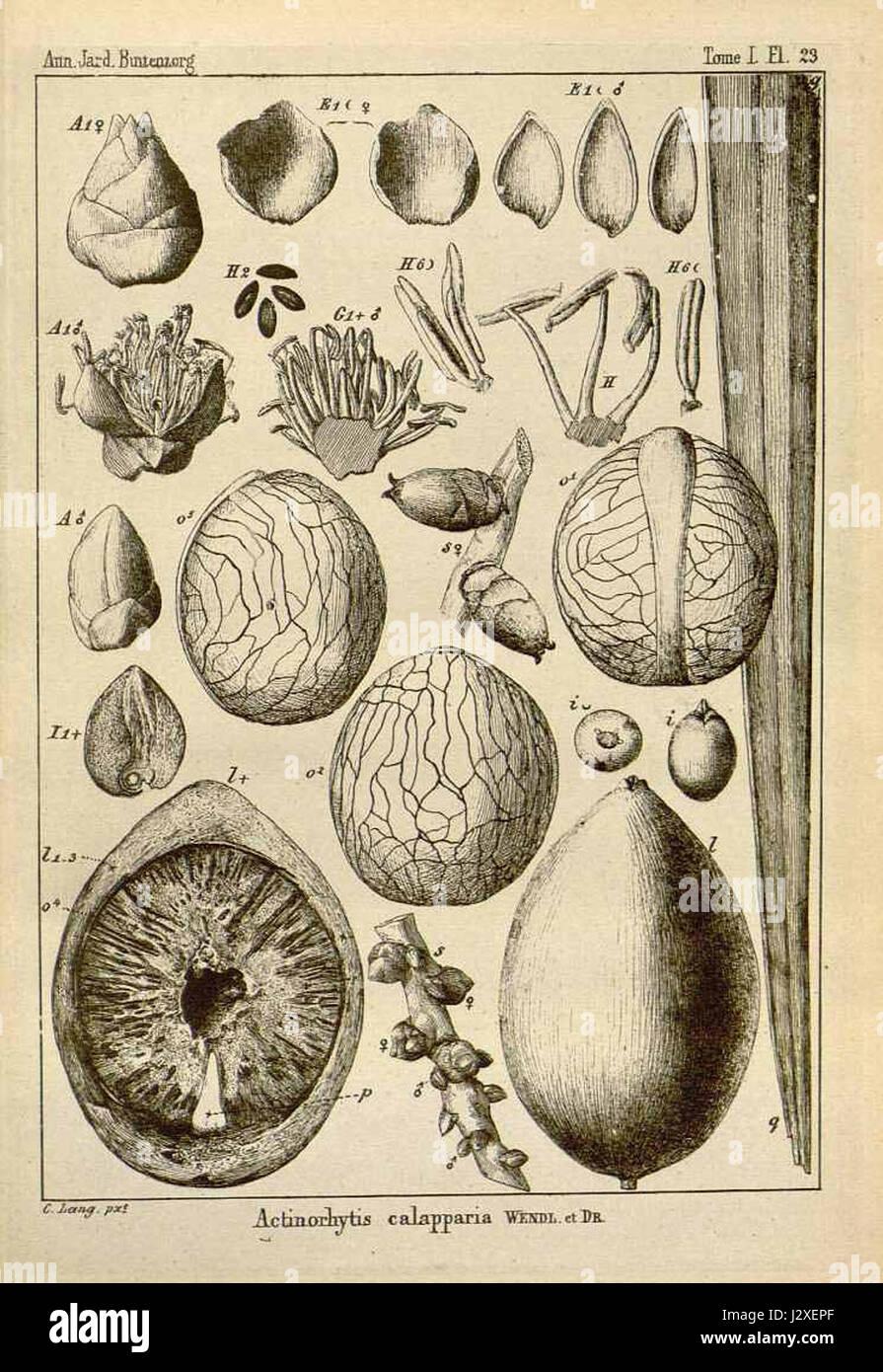 Actinorhytis calapparia, également connu sous le nom de Drude ex Scheff, est une espèce de palmier originaire des régions tropicales. Cette espèce se caractérise par son apparence distincte et son rôle écologique dans son habitat indigène. Banque D'Images