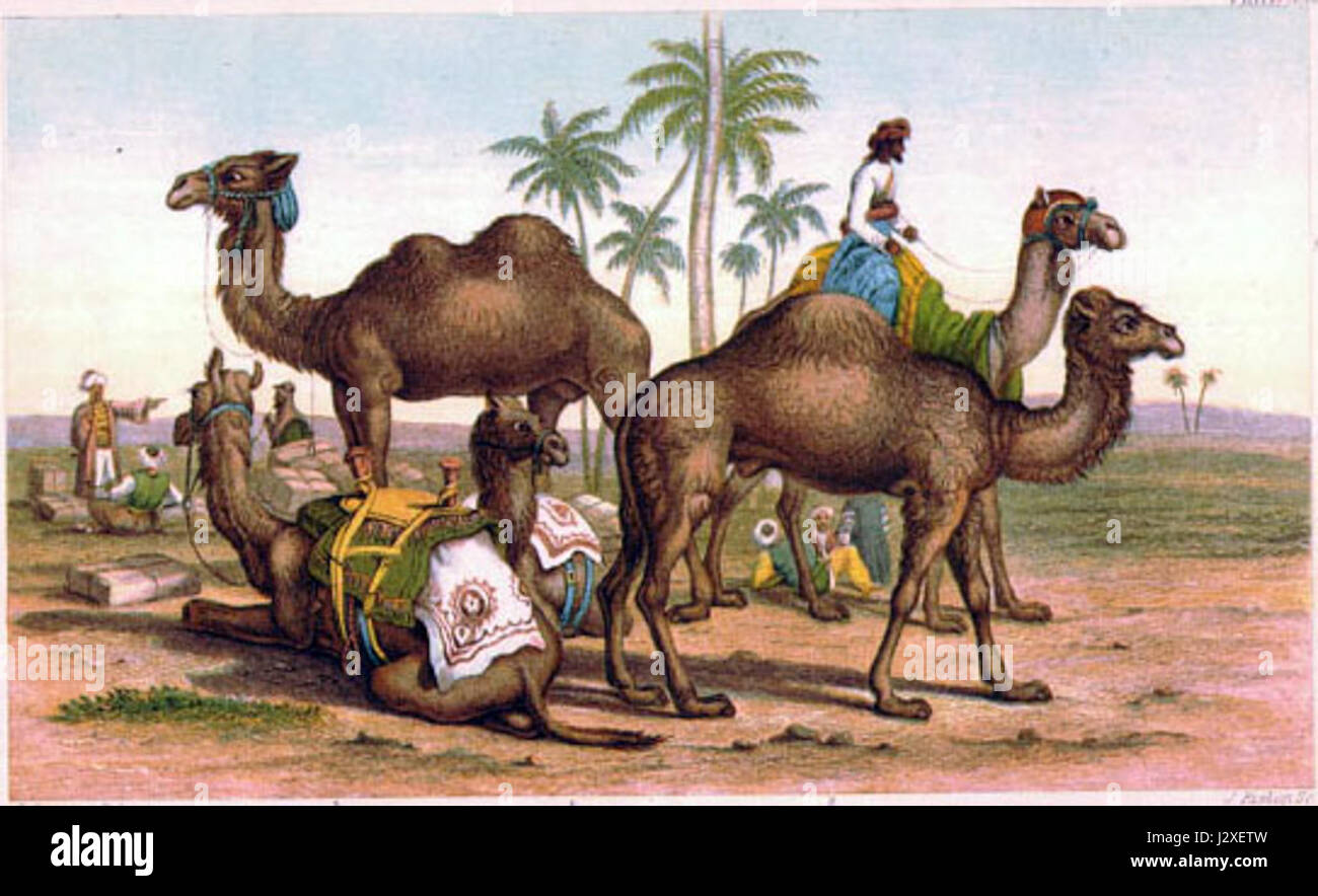 Cameltypes désigne différentes espèces ou races de chameaux, y compris les dromadaires et les bactriens. Ces espèces sont cruciales pour le transport, l'agriculture et la subsistance dans les régions arides, en particulier au moyen-Orient, en Afrique du Nord et en Asie centrale. Banque D'Images Cameltypes désigne différentes espèces ou races de chameaux, y compris les dromadaires et les bactriens. Ces espèces sont cruciales pour le transport, l'agriculture et la subsistance dans les régions arides, en particulier au moyen-Orient, en Afrique du Nord et en Asie centrale. Banque D'Images
