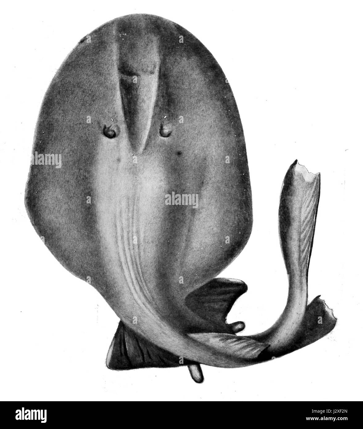 Benthobatis moresbyi Banque D'Images