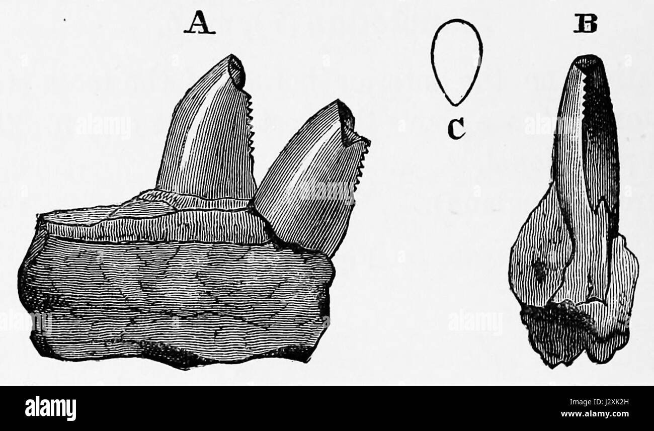 Ankistrodon est un genre de serpents venimeux trouvé dans les Amériques, communément connu pour ses espèces comme la tête cuivrée, qui est connue pour sa coloration distinctive et la morsure venimeuse. Banque D'Images