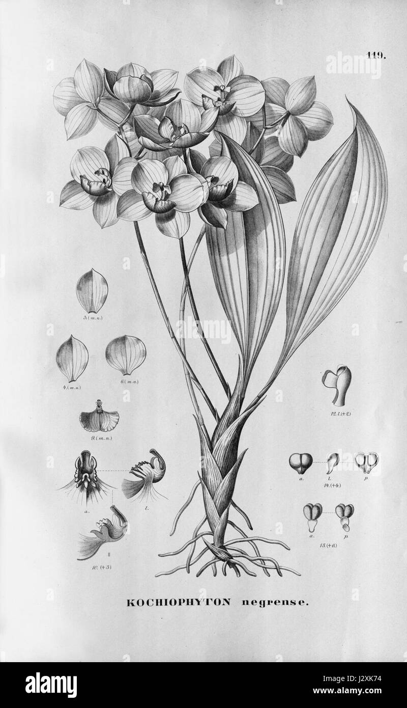 Aganisia cyanea, également connu sous le nom de Kochiophyton negrense, est une espèce d'orchidée originaire des régions tropicales. Il appartient à la famille des Orchidaceae et est connu pour ses fleurs frappantes, généralement trouvées dans les environnements humides. L'espèce est référencée en FL. BR. Dans le cadre de la documentation de la flore de la région. Banque D'Images