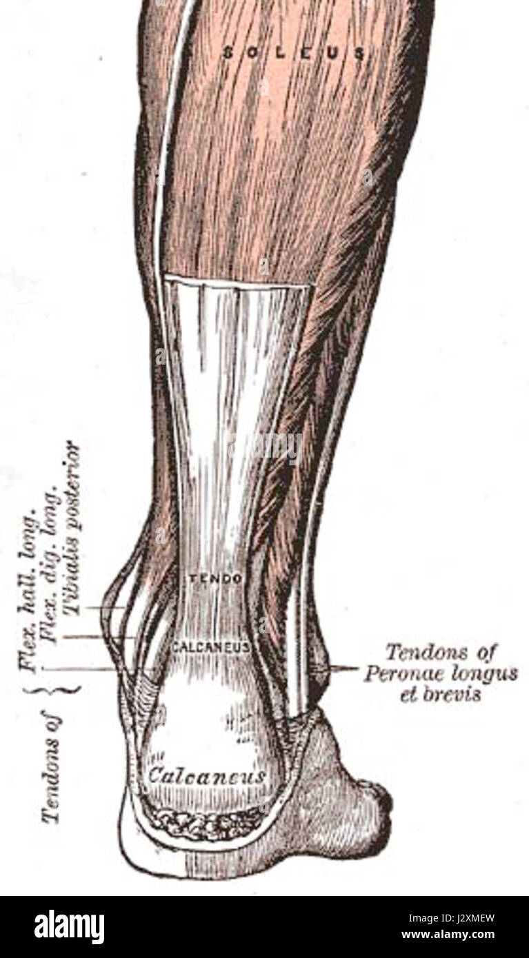 Tendon d’Achille Banque D'Images