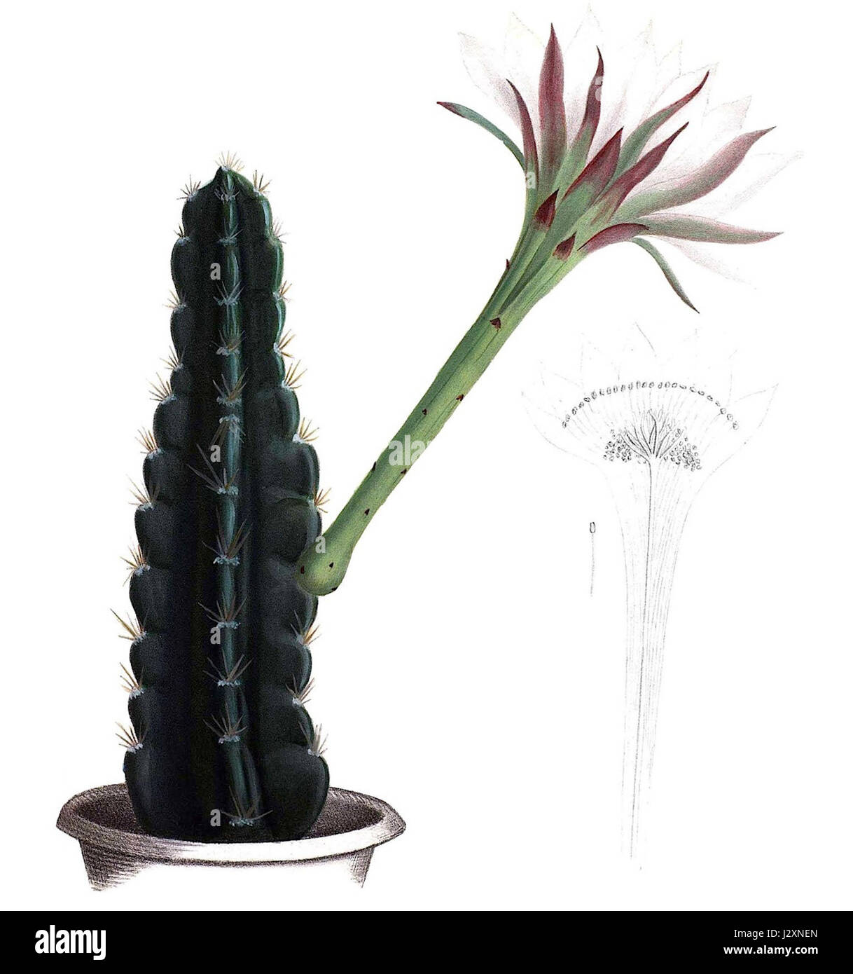 Acanthocereus tetragonus, communément appelé cactus triangulaire ou cactus barbelé, est une espèce de cactus originaire du sud-ouest des États-Unis et du Mexique. Il est reconnu pour sa forme triangulaire distincte et sa texture épineuse. Banque D'Images