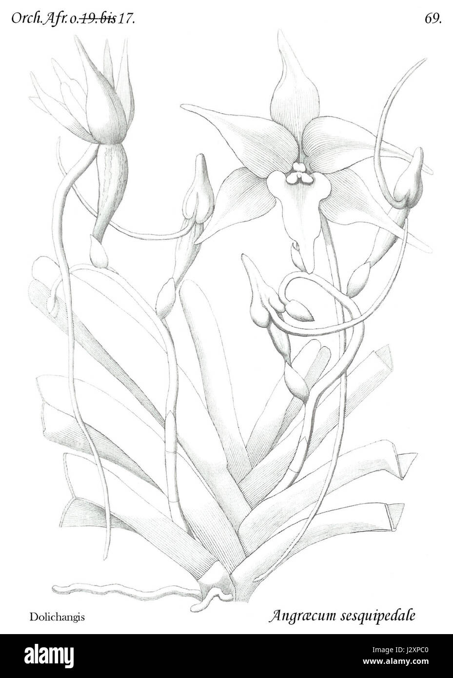 Angraecum sesquipedale, communément appelé « orchidée étoile », est une espèce d'orchidée originaire de Madagascar. Ce spécimen caractérise les caractéristiques de l'espèce, y compris ses fleurs à longues branches distinctives. Banque D'Images