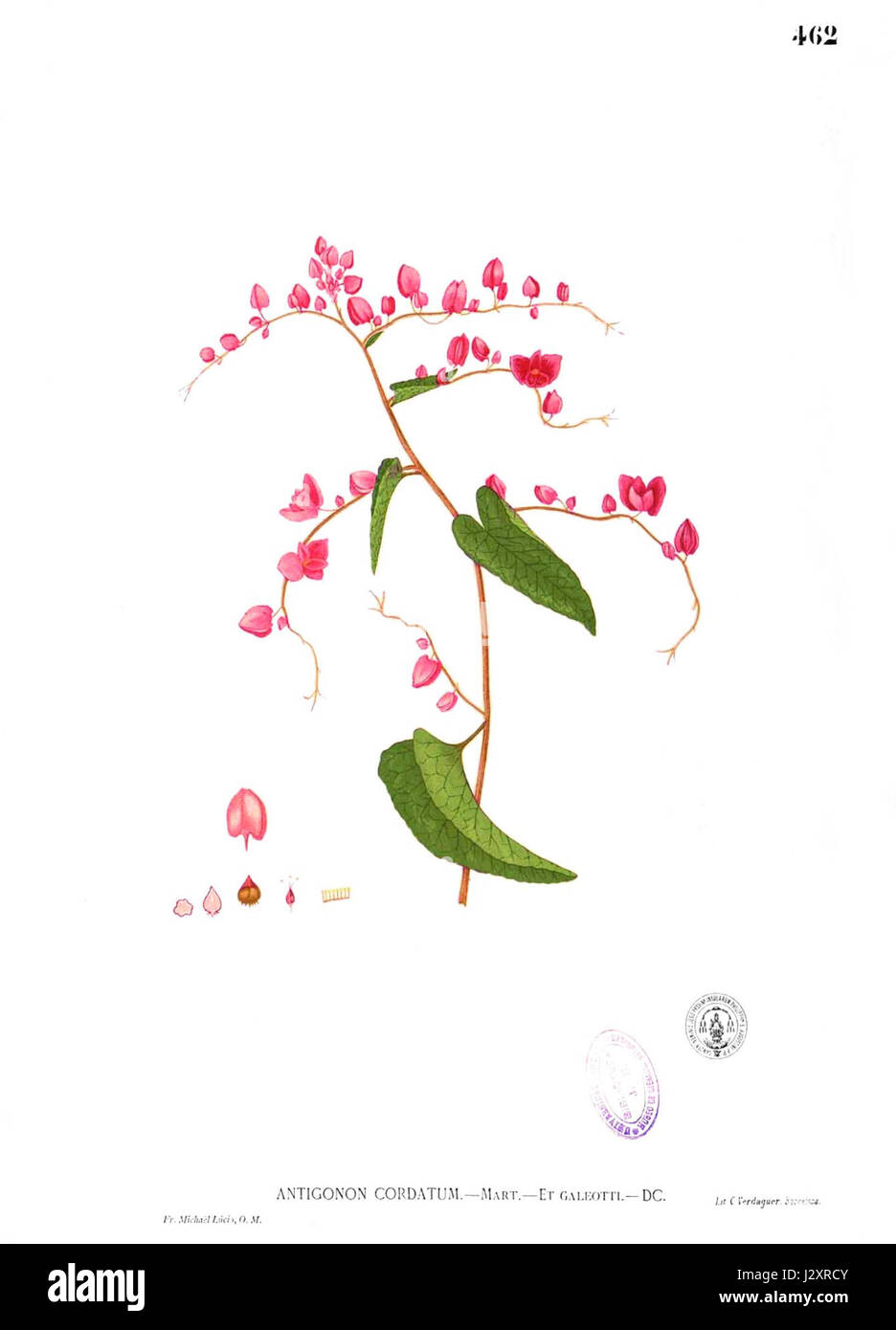 Antigonon cordatum Blanco2.462 Banque D'Images