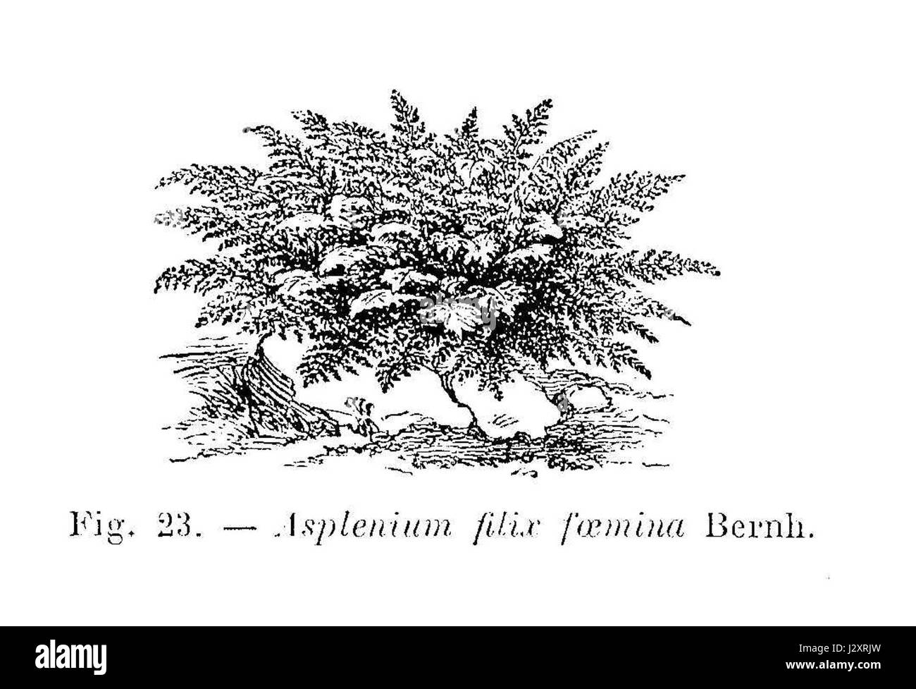 Asplenium filix-foemina est une espèce de fougère communément connue sous le nom de fougère dame. Il est originaire des régions tempérées d'Europe, d'Asie et d'Amérique du Nord, caractérisées par ses frondes délicates et plumeuses et son adaptabilité aux environnements humides et ombragés. Banque D'Images