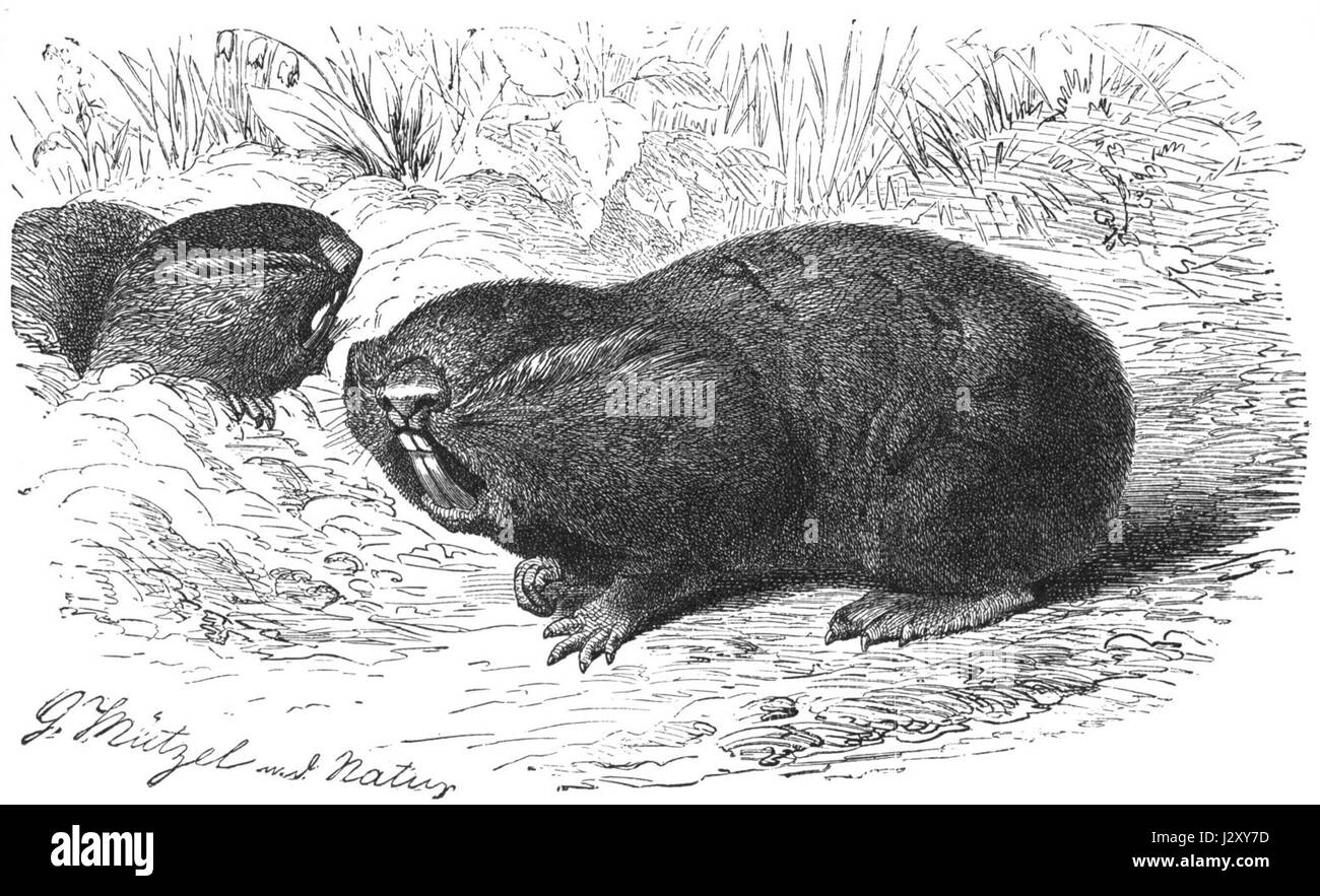 Ce dessin représente une souris aveugle, en se concentrant sur ses caractéristiques anatomiques uniques et son comportement. L'illustration donne un aperçu des caractéristiques de cette espèce de rongeur. Banque D'Images