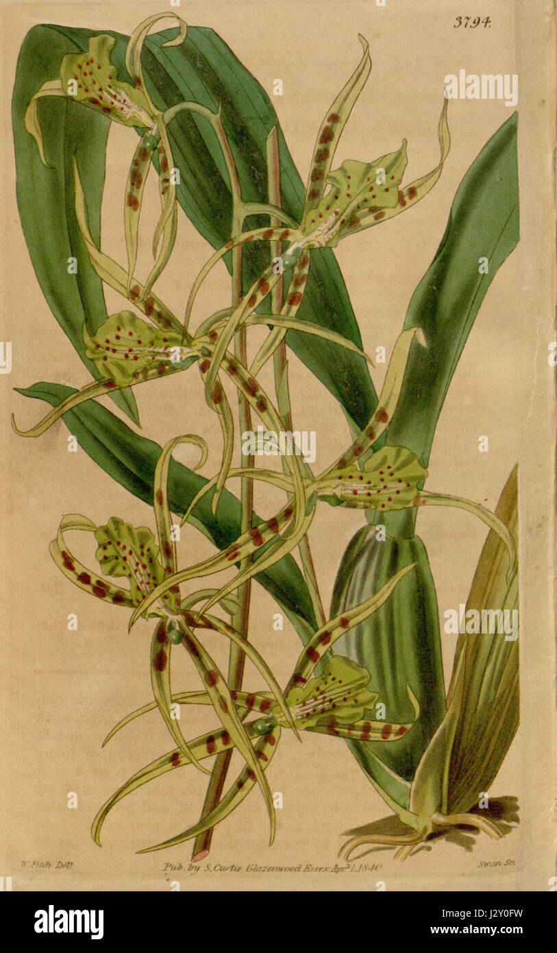 Brassia lanceana var. viridiflora - Curtis c. 66 pl. 3794 Banque D'Images