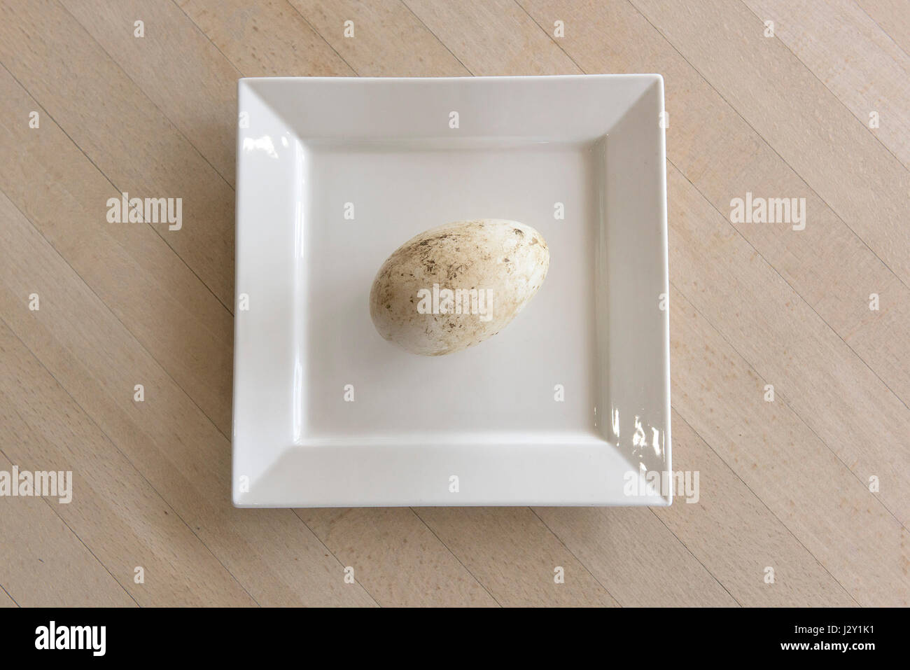 Un oeuf d'oie très frais sur une plaque sans les laver grand coquille naturelle Nature image minimaliste Banque D'Images
