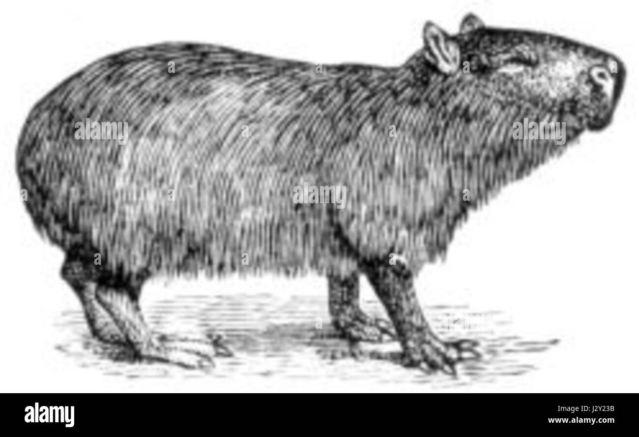 Capybara-thumbnail Banque D'Images