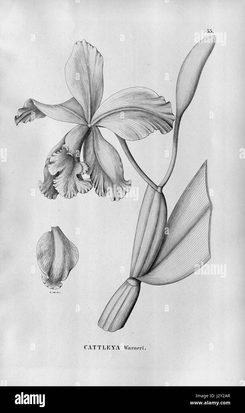 Une illustration de Cattleya warneri, une espèce d'orchidée, telle que représentée dans 'Flora brasiliensis' volume 3, planche 5, figure 55. Banque D'Images