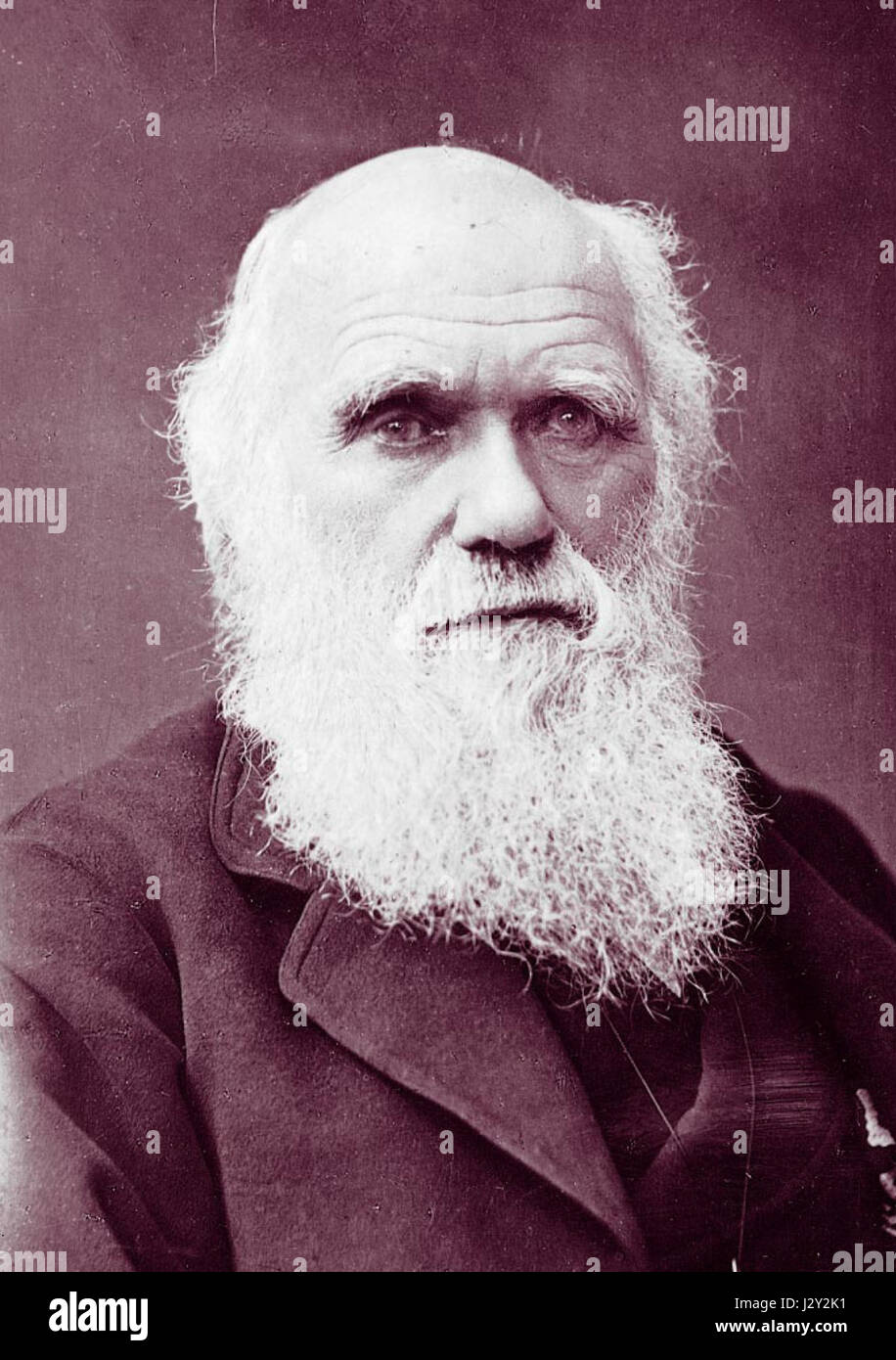 Photographie par Charles Darwin Herbert Rose Barraud, 18812 Banque D'Images