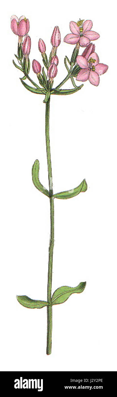 Centaurium erythraea, communément appelé centaury commun, est une espèce végétale étudiée en entomologie britannique pour son importance écologique et son rôle dans les habitats des insectes. Banque D'Images Centaurium erythraea, communément appelé centaury commun, est une espèce végétale étudiée en entomologie britannique pour son importance écologique et son rôle dans les habitats des insectes. Banque D'Images
